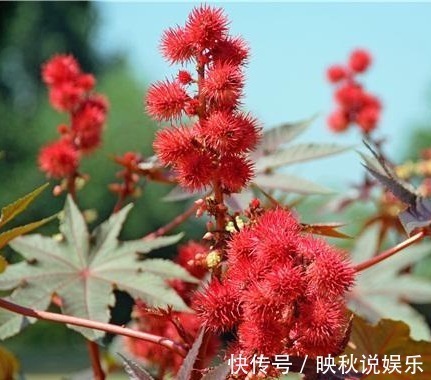 野草|这种农村的野草,不仅能治疗风湿关节痛,还能治破伤风!