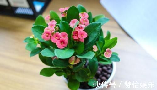 7种花,就得穷养,用破盆,少浇水,丢阳台,越长越旺