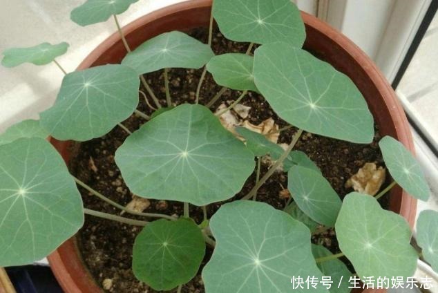 夏天养花，就养3种花，春夏秋三季都开花，花满枝头！