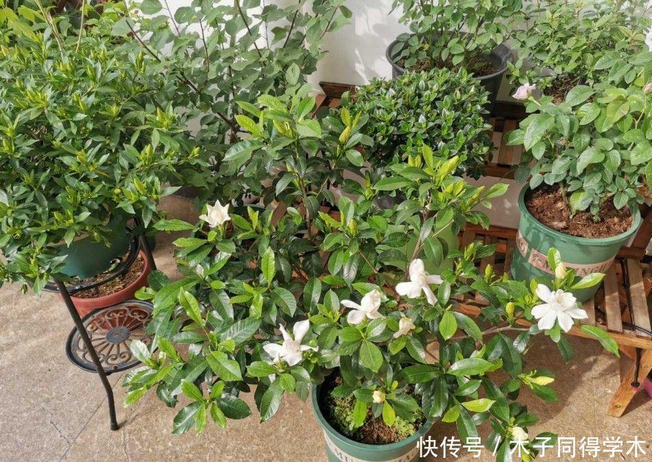 花朵|夏季养栀子花，做好3点，不黄叶不掉苞，花朵大又芳香