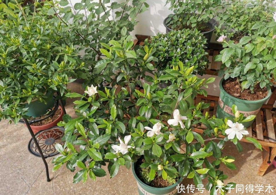 花朵|夏季养栀子花,做好3点,不黄叶不掉苞,花朵大又芳香