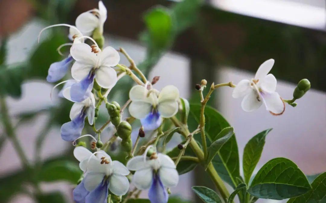 这盆吊兰养2年,年年开满小金鱼,大吉大利好喜气