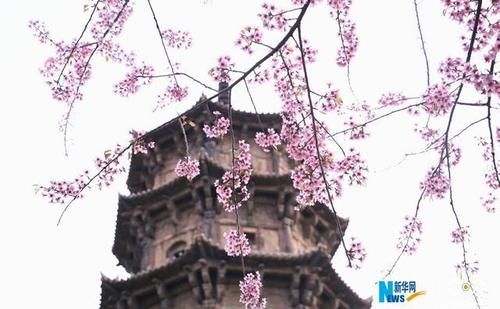 福建泉州：古寺樱花开