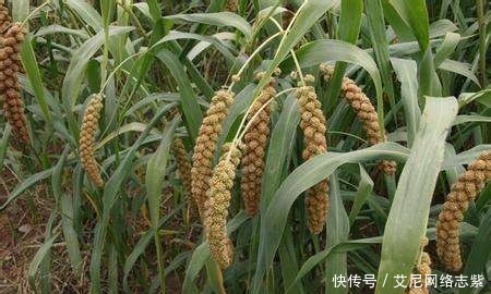 考古人员|喇家遗址出土一碗四千年前老面,专家经过研究,破解面条成分之谜