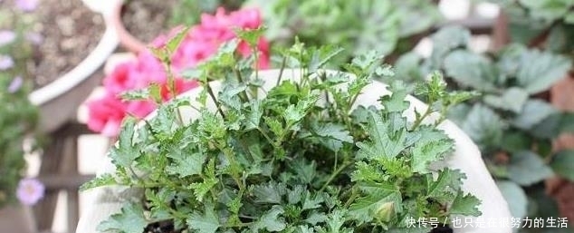 长成|小木槿养成“棒棒糖”,有一步不可少,只需一年长成小树长满花苞