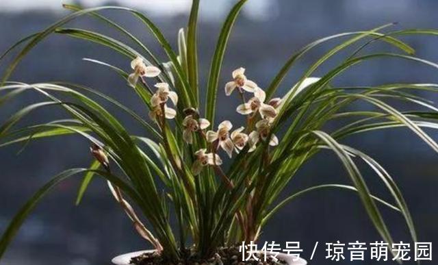 肥料|养兰花少不了这4种“小东西”,家中要常备,养好兰花很简单