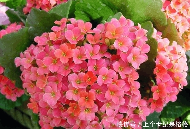 想要阳台四季如春,有花赏,5款植物少不了