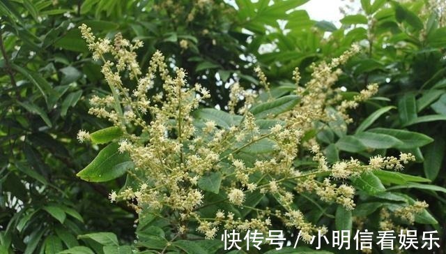 私塾先生&老父亲一上联:“袖中笼花,小子暗藏春色”,下联堪称千古绝对