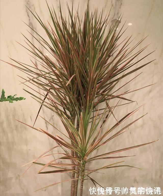 5种健康花，家里养一盆，大气高雅净化力强，福寿齐聚寓意好