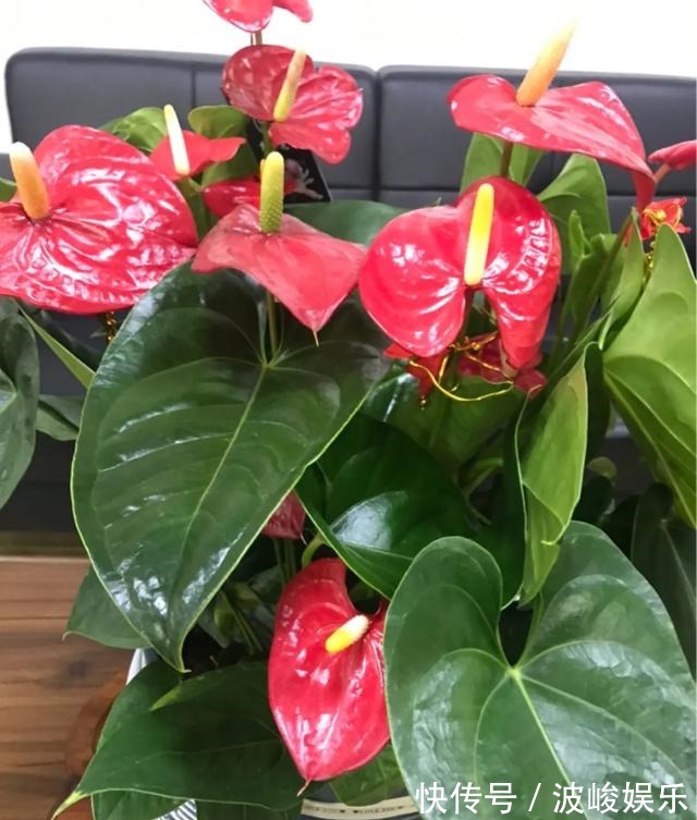 夏天|想要家里四季花开,这20种花,连续能开300天,完全不歇气