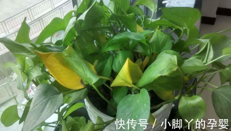气温转凉后,顺应季节变化做出这些调整,盆栽才不会黄叶掉叶