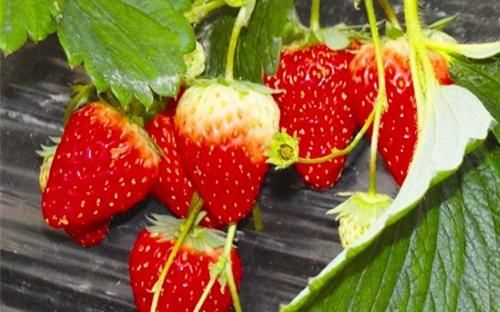 免疫力|想長壽要會吃，3種食物不可少，排毒養顏，提高免疫力！