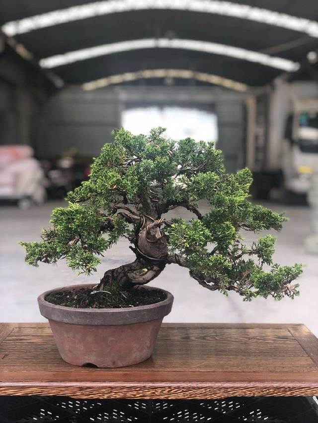 老伯|农村老伯分享的几盆真柏树盆景,盆盆都是精品,不同角度不同的美