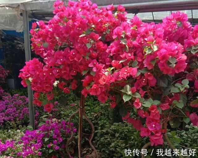 阳台养三角梅,必须要做到“3多”,开花200天,花比叶子多