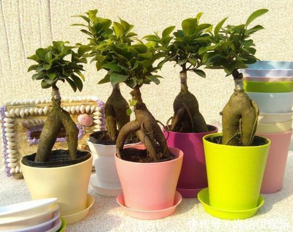 盆栽花草病害连连,全赖这些坏习惯,爱养花的你占了几样