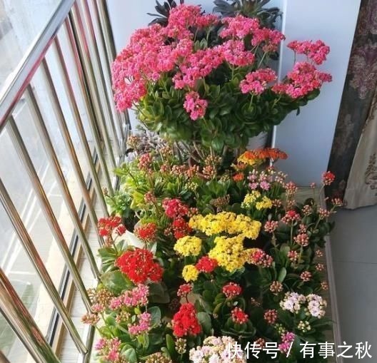 养长寿花，左右剪一刀，打开“开花开关”，花量多一倍，爆成花球