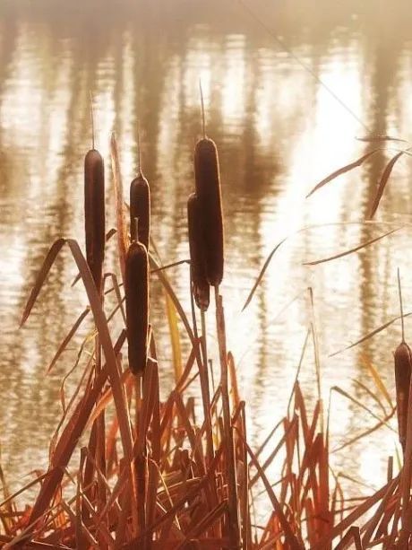 植物|《诗经》里的蒲是什么植物?