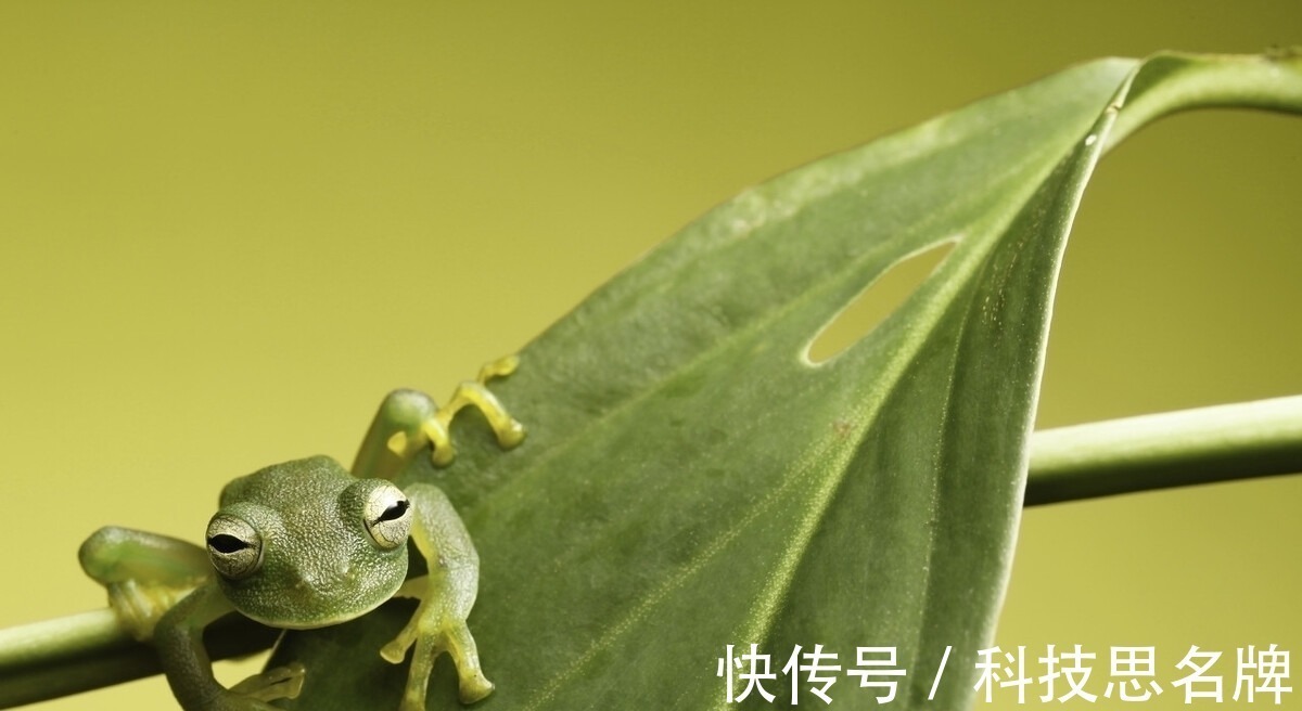 两栖动物&精雕玉琢知汝心,五脏六腑能一览无余的玻璃蛙,却是动物界好父母