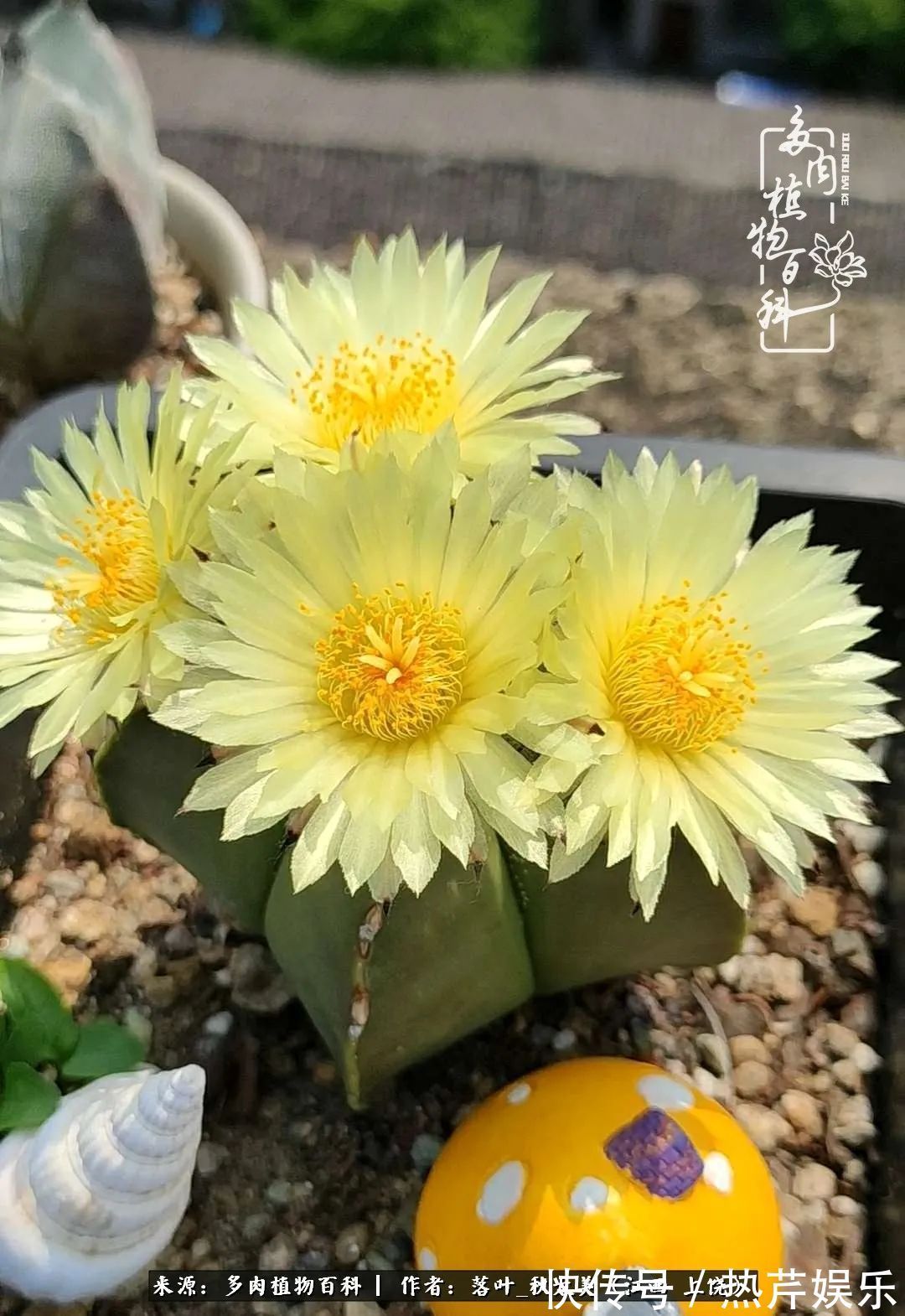 红太阳|养多肉秋天景天坑,夏天球球坑,人生百味都想尝!