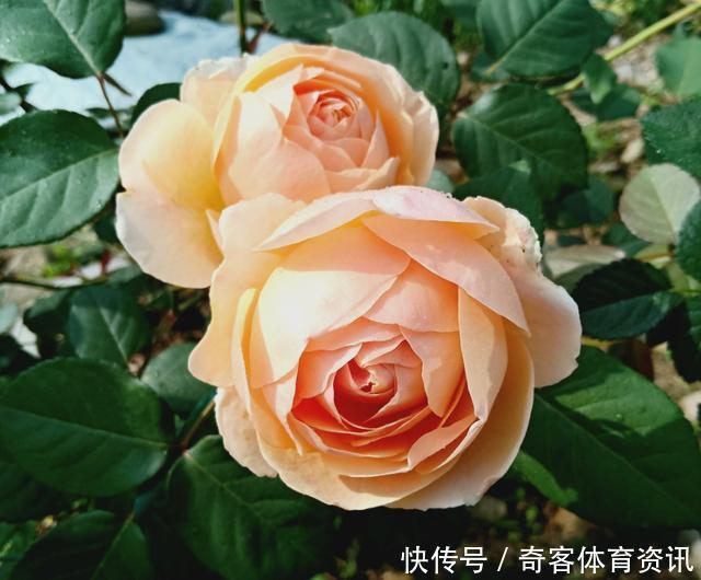 贵族|花朵超大的3种花,是月季中的贵族,花香浓郁,养出高级感!