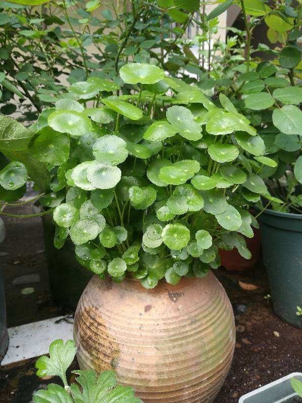 养3种花,不用土只用水,也能长成绿窗帘