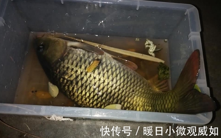 鱼类|夏季夜钓鲤鱼攻略,钓位和饵料选择以及光源选择