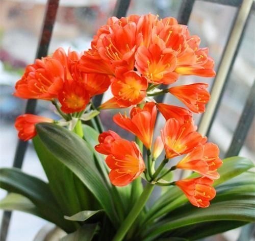 君子兰也分公母？养10年也不开花，根源在这里