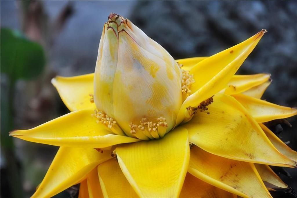 虎刺梅|养这6种花的人太聪明了，一年四季都在开花，家里时时刻刻能赏花