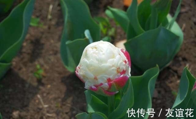 世界上“最珍贵”的花，看起来像冰淇淋一样，但价值却很高