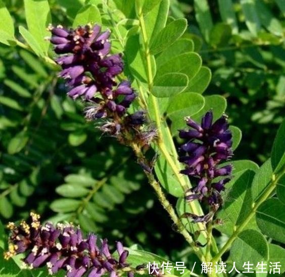 世界最毒的花有哪些十种最毒的花!