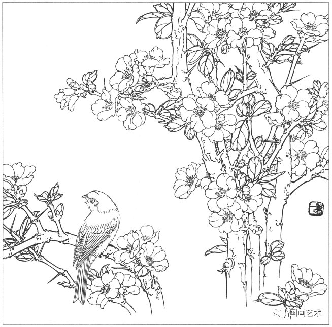  工笔|分享一组工笔花鸟白描