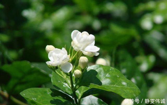 茉莉有“三怕”，老手花友也易踩坑，避开猛窜芽，花开一茬接一茬
