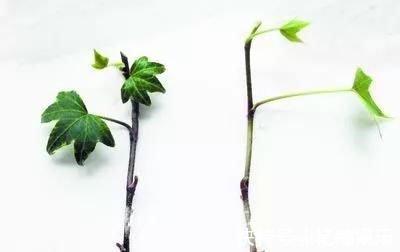 枝条|养花爱好者看过来这15种花现在“扦插”,生根快,一个周就长芽