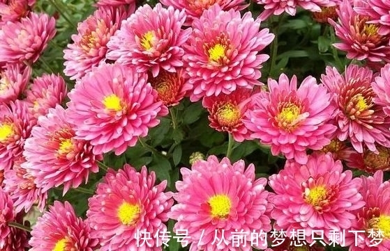 农历十一月大雪过后，养什么花？家里养3种花，学业有成龙马精神