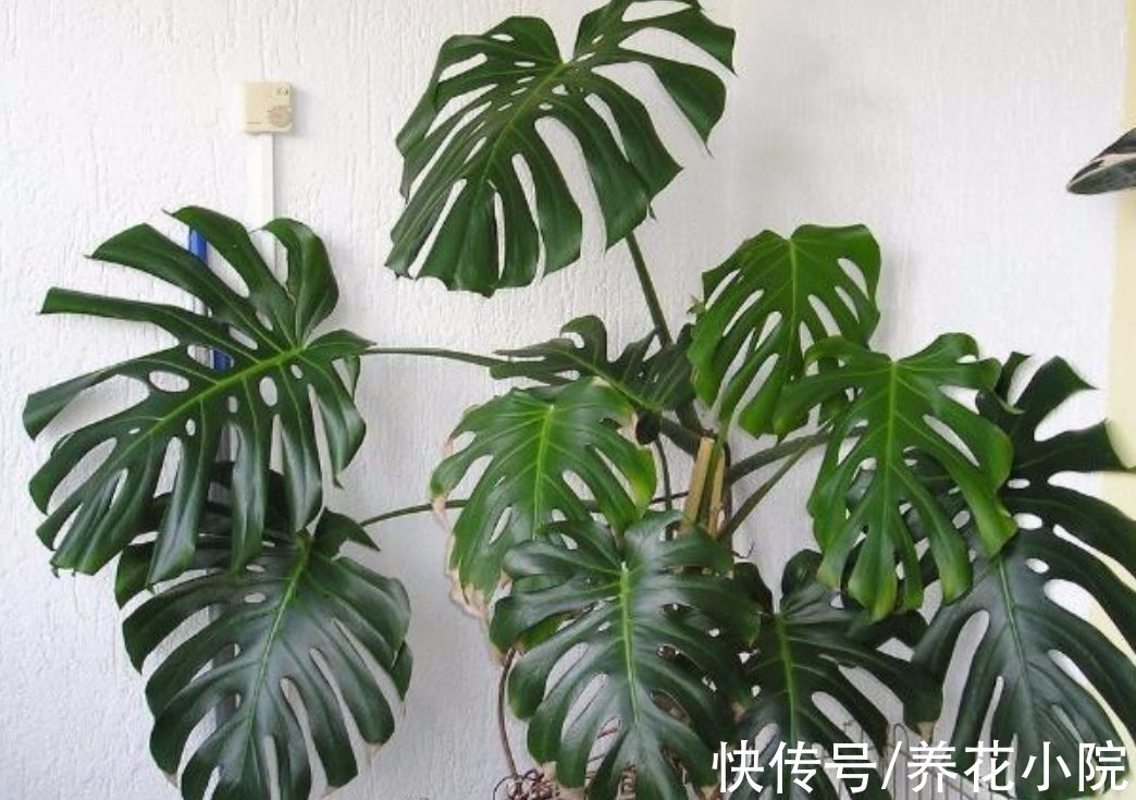 植物|家里阳光太少，可养7种喜阴花，没有光照也能长好