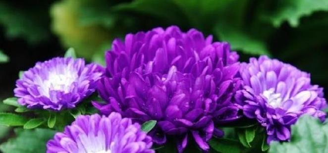 喜欢菊花，不如养盆“珍稀名菊”紫菊，好养易活，能开150天