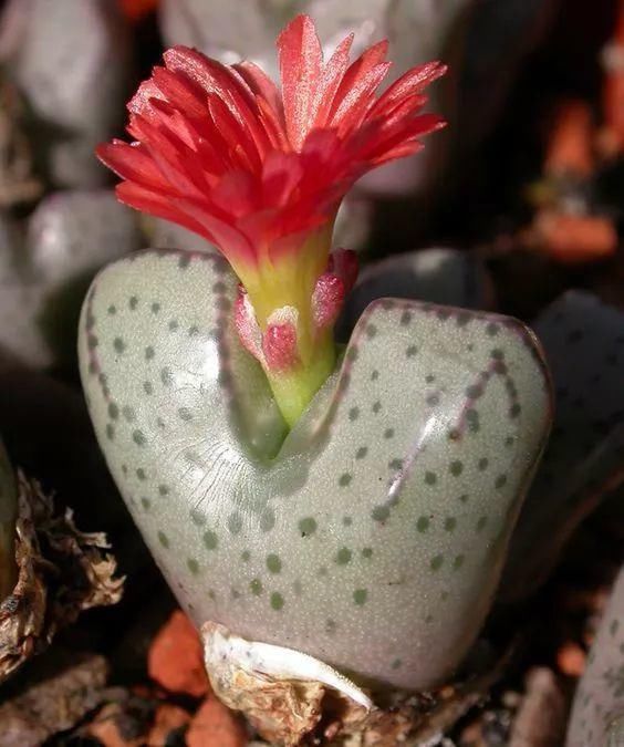  娇艳|石生花，绝美娇艳！