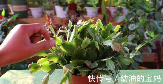 购买蟹爪兰，挑选有技巧，看这两点足以