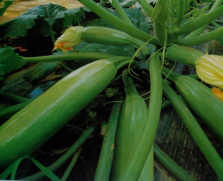 西葫芦|入冬后，坚持每天食用此菜，肤色亮了，肾变好了，男女不可错过