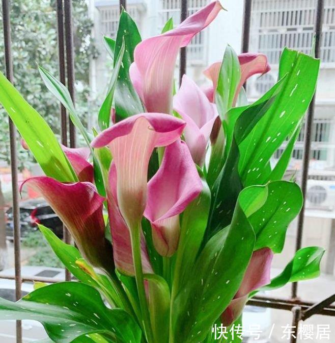 3种花养了就爆盆,好养易活开花漂亮,年年开花不断,美翻天!