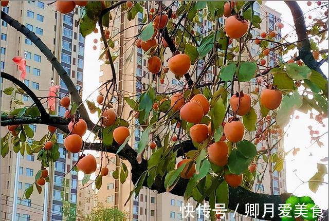 牡丹花|家有五树,儿孙都富!有院子建议栽5种树,看花,收果,寓意吉利