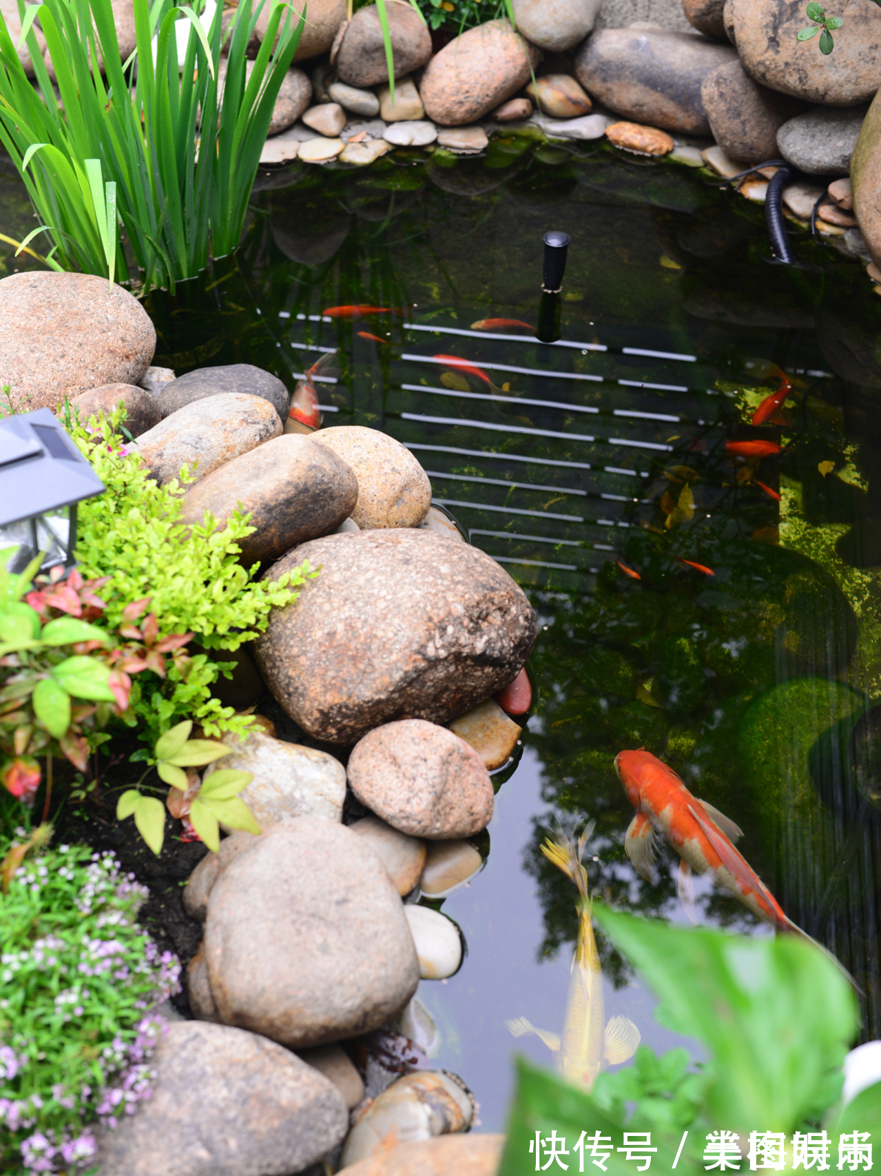 花一万元，在院子里建了个“原生态鱼池”，太漂亮了！