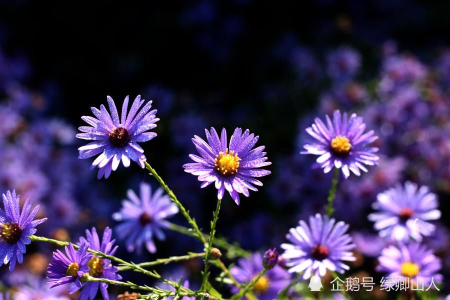 紫菊|紫菊宜新寿，丹萸辟旧邪——菊花