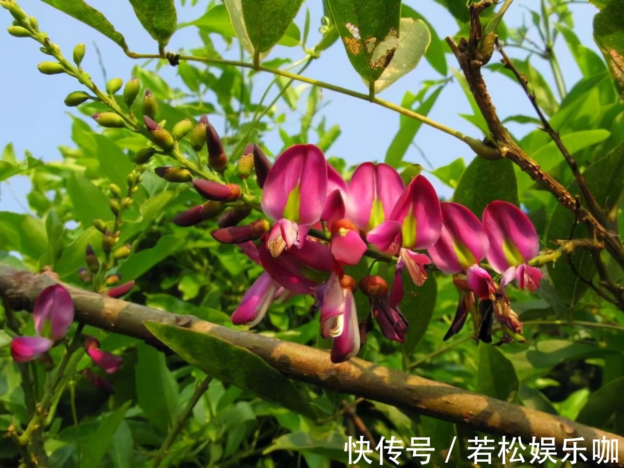 它非常珍贵,若是你的家乡也有,要珍惜,别当柴火烧