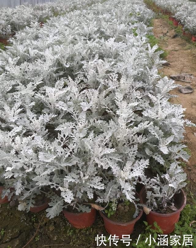 植物|圣诞节快到了,高冷气质的银叶菊养起来,高冷的气质非常有品质