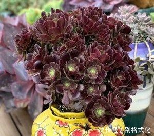 羊绒|黑法师和紫羊绒都是法师类多肉,为什么老花农更喜欢紫羊绒