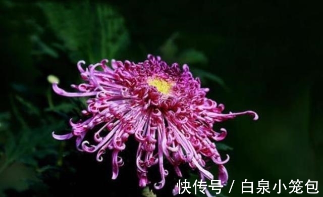 十二生肖|9月，桃花盛开，旧情复燃，爱恨纠缠，琴瑟和十二生肖形影不离