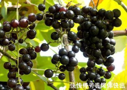 作用|老中医:路边看到此黑果,记得要摘回家,作用非常大,值得一试!