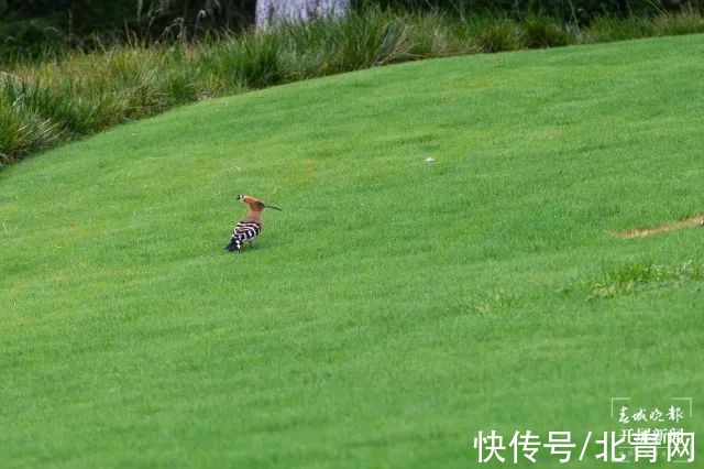 湖岸线|太太太美了！昆明又有两个湿地公园开放！还有一个好消息是…