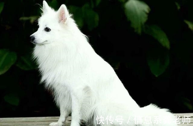 俗语$古人讲“鸡不过六，犬不过八”，是何意？实为“事出反常必有妖”